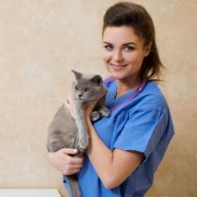 Why Pet Insurance is Essential for Your Cat's Health and Your Peace of Mind