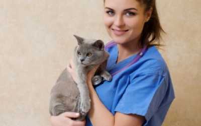 Why Pet Insurance is Essential for Your Cat's Health and Your Peace of Mind