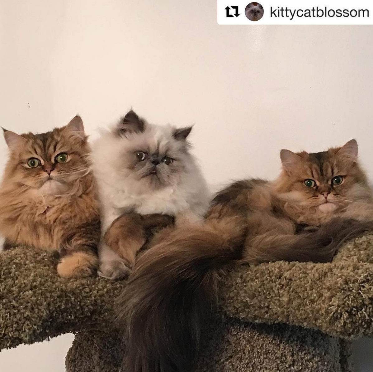 CatsPlay Cat Furniture Instagram