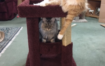 Build a Grouping with our Cat Coliseum Cat Trees
