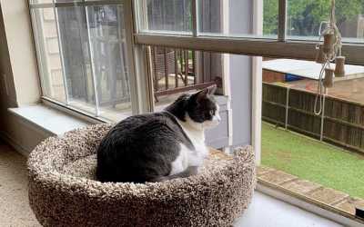 The Tub Sleeper Cat Window Perch - a Favorite Lounge Spot for Cats