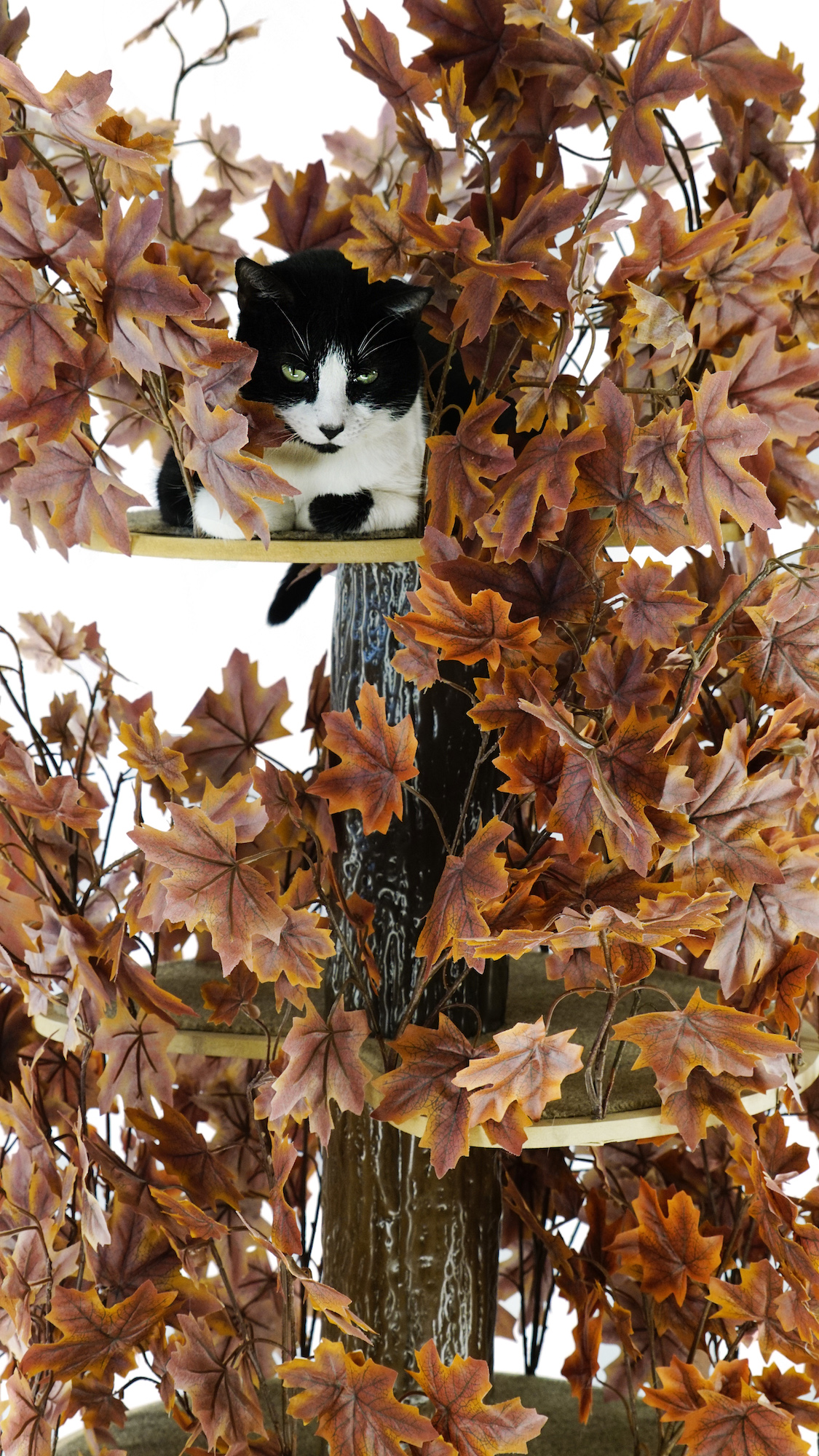 Luxury Cat Tree (Large) - Round Base w Autumn - Purple Leaves - CT031 ...