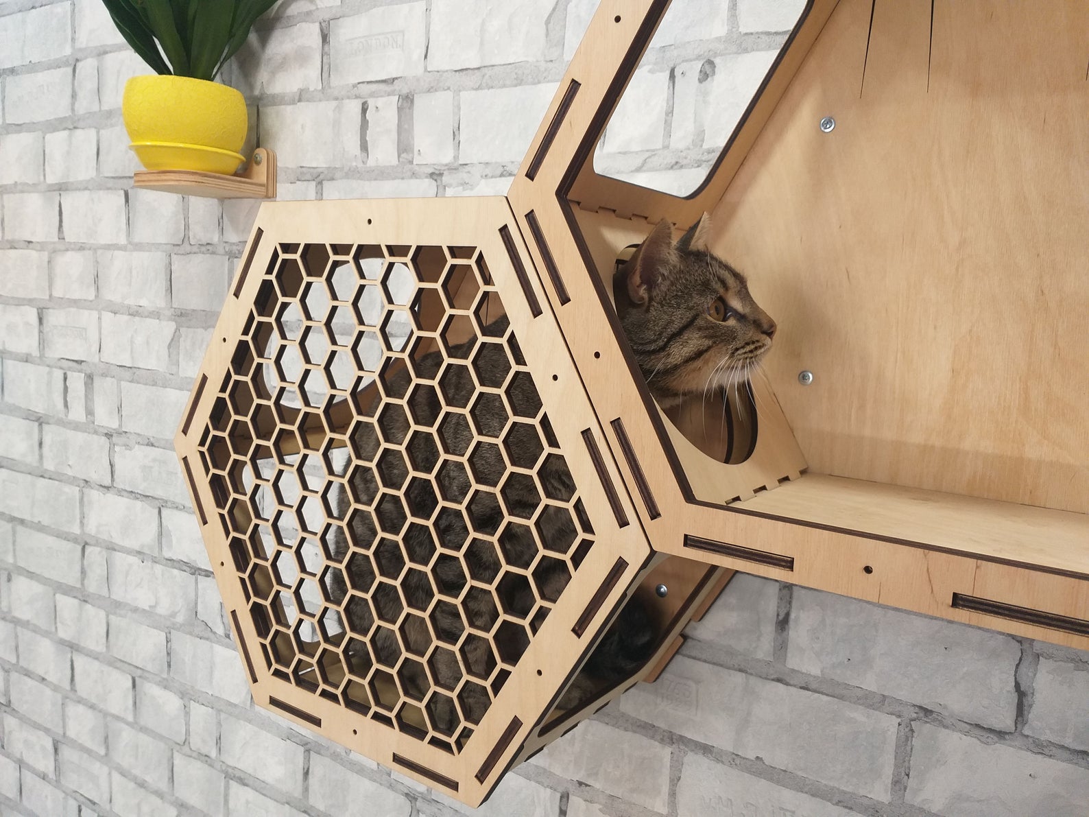 Hex Cat Wall Shelves and Cat Bed + 3 Step Shelves - 244-0000000002 ...