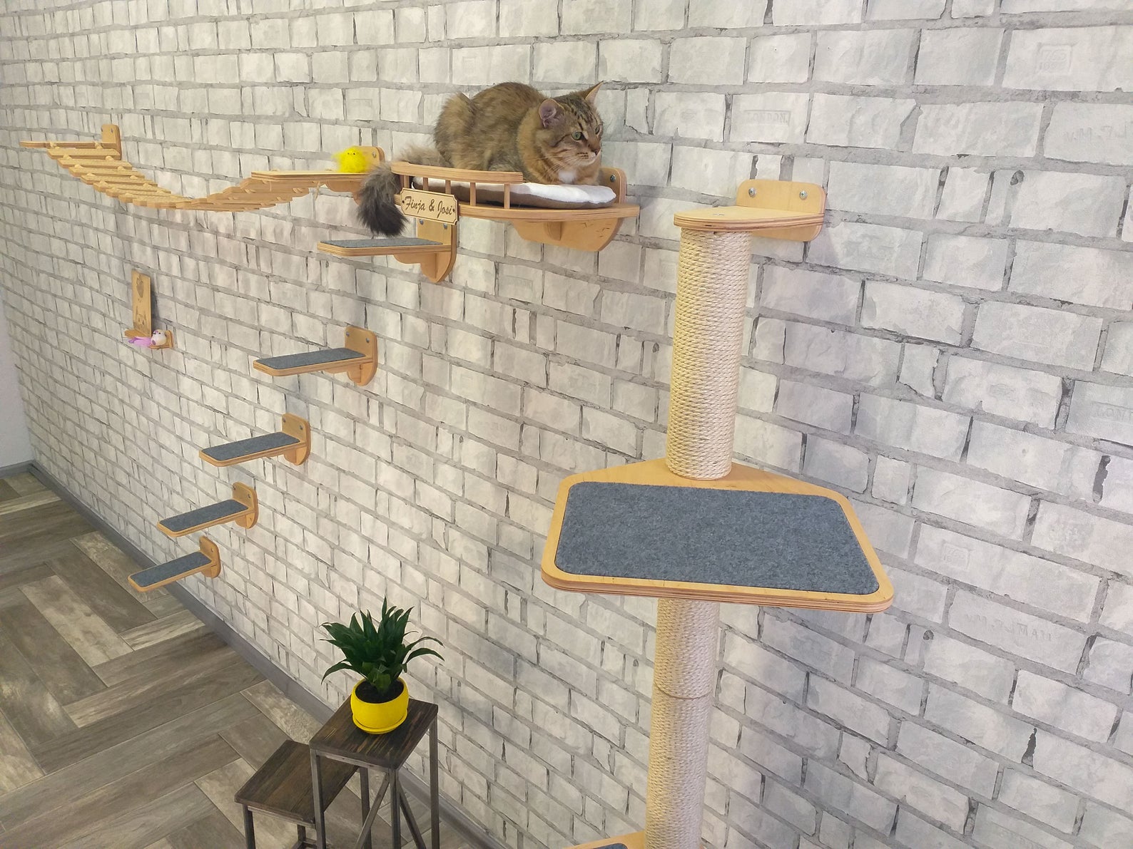 Deluxe Cat Wall Shelf & Climbing System - CatsPlay Superstore