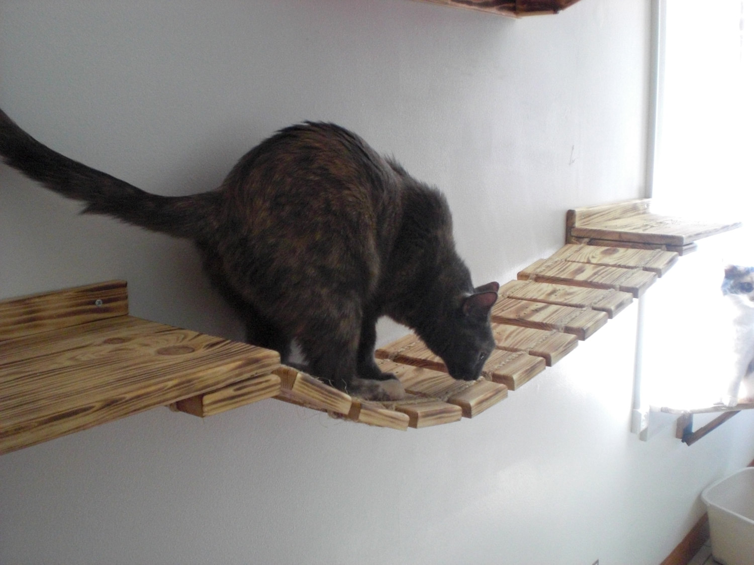 Cat Wall Walkway - CatsPlay Superstore