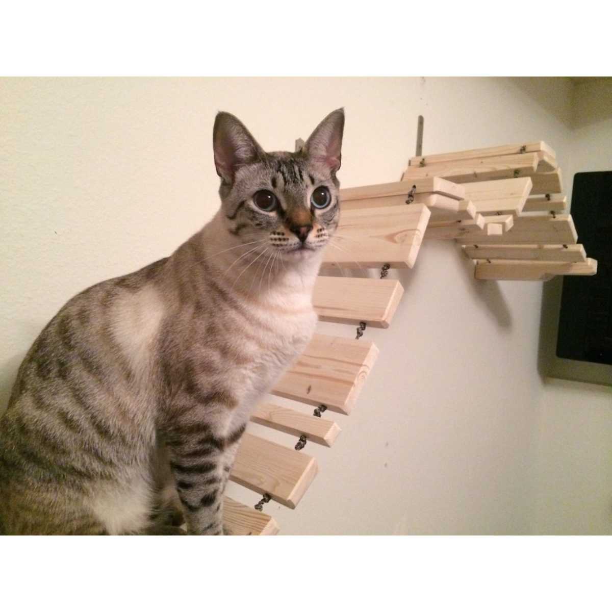 CatastrophiCreations Deluxe Cat Wall Mounted Boardwalk Bridge - CatsPlay Superstore