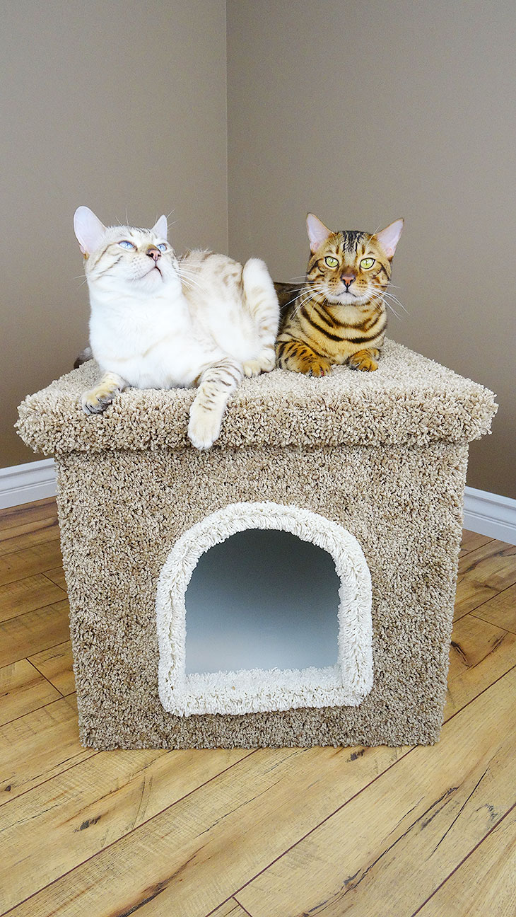 cat enclosure toys