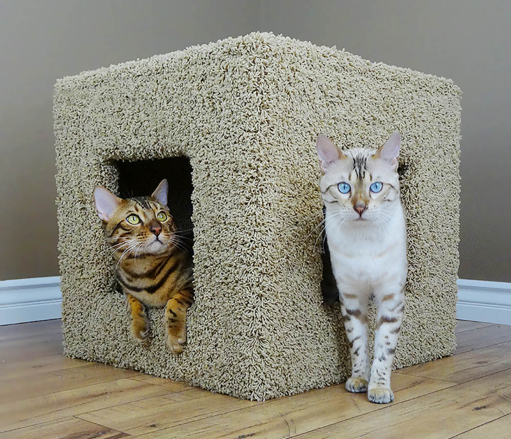 instal the new version for android Cat Condo