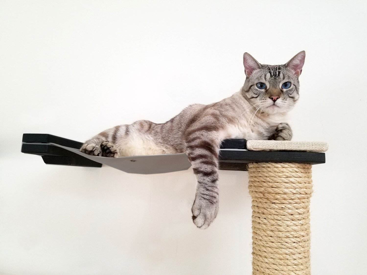 cat pole toy