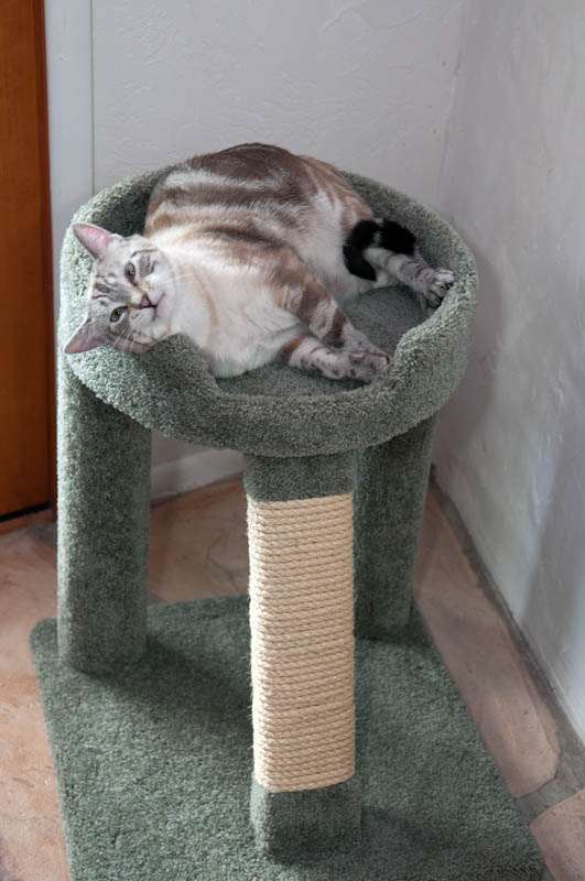 Elevated Cat Bed - CatsPlay Superstore