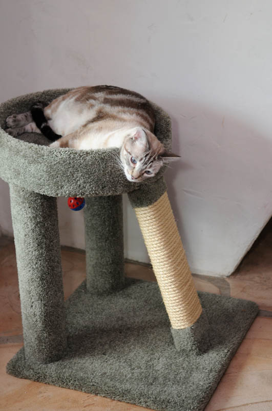 raised cat bed