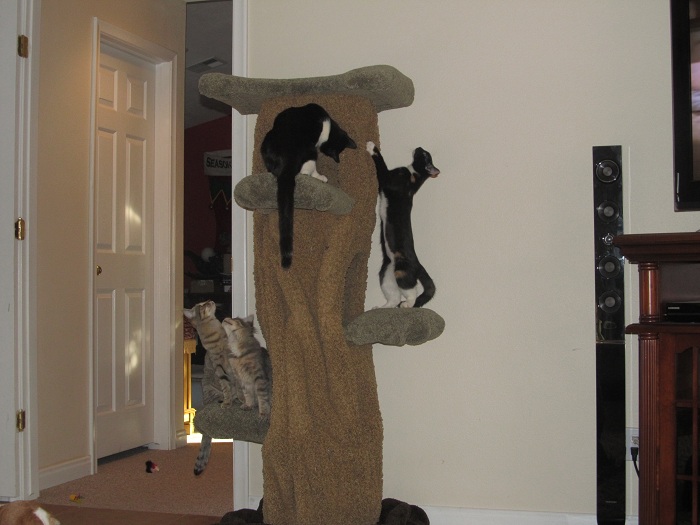 Kitty Hollow Cat Tree - CatsPlay Superstore