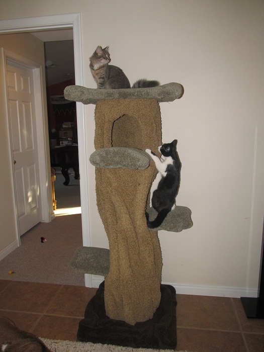 Kitty Hollow Cat Tree - CatsPlay Superstore