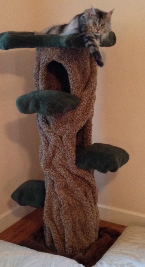 Miss Elly May Clampett on the Kitty Hollow Cat Tree