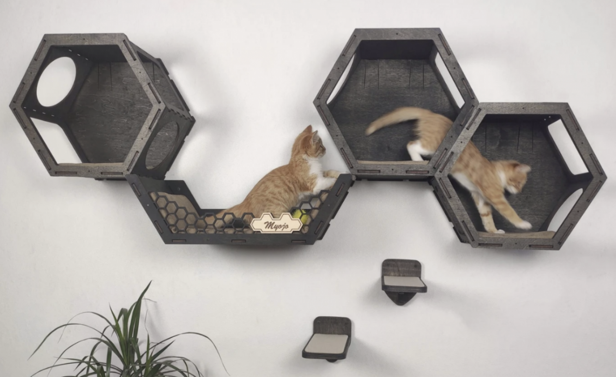 cats on wall climbing system