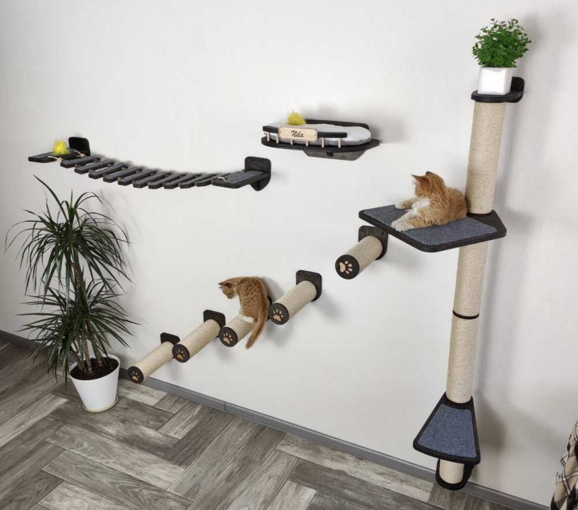 cats on wall shelves