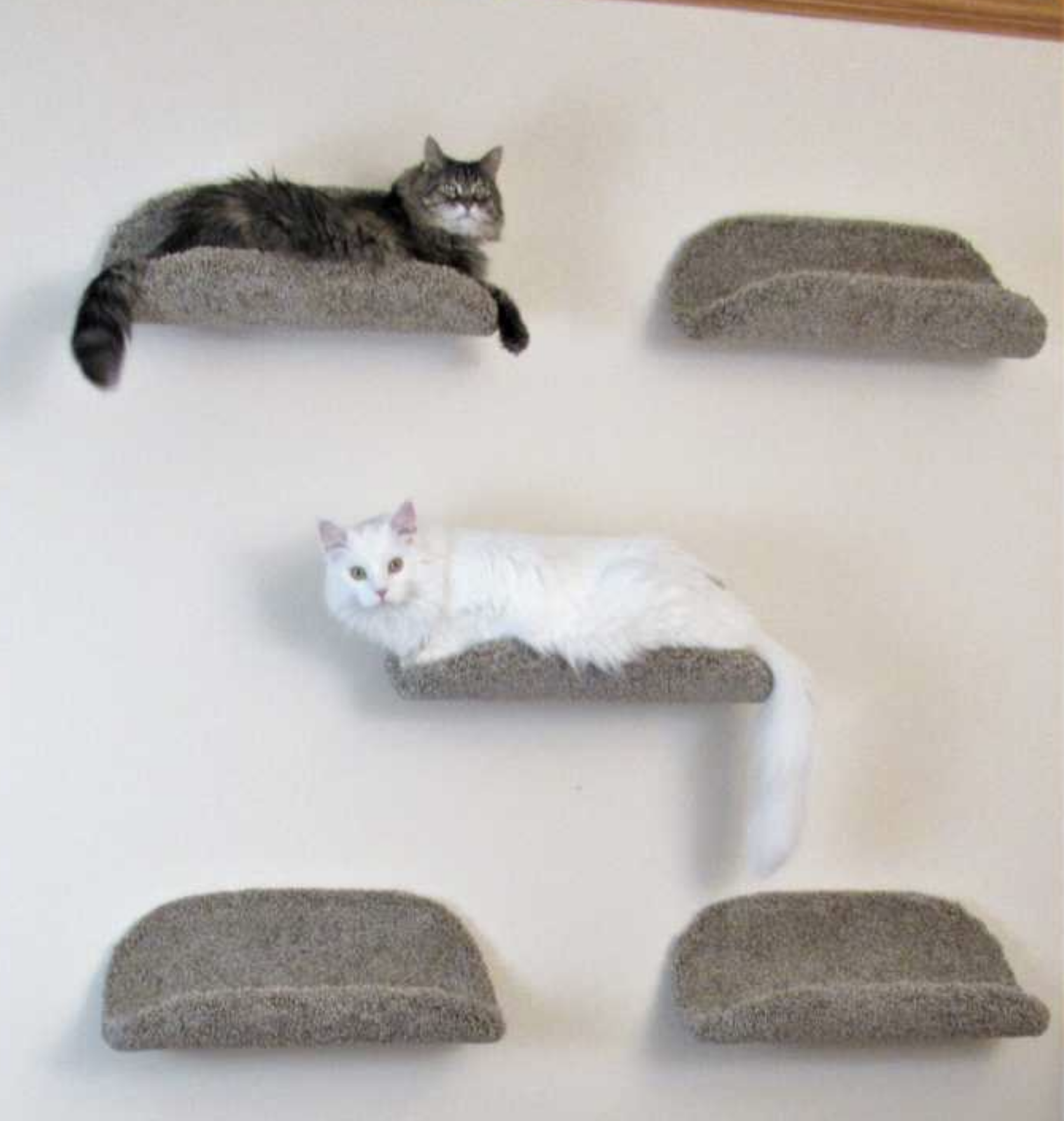 cats on wall shelves